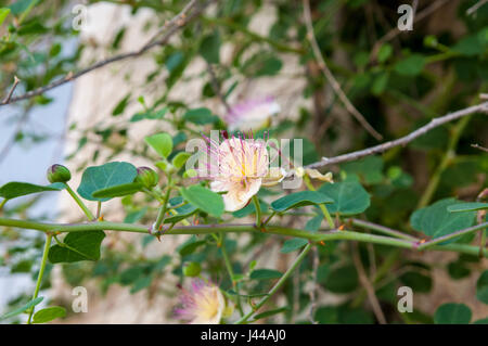 Nahaufnahme von einem gemeinsamen Caper - Capparis spinosa Stockfoto