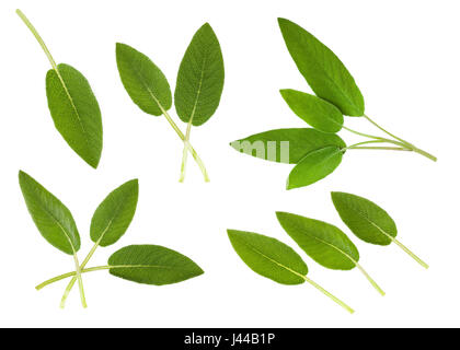 Salbei Sammlung isoliert auf weiss Stockfoto