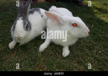 Schöne weiße Kaninchen mit funkelnden roten Augen zusammen mit grauen und weißen Kaninchen Stockfoto