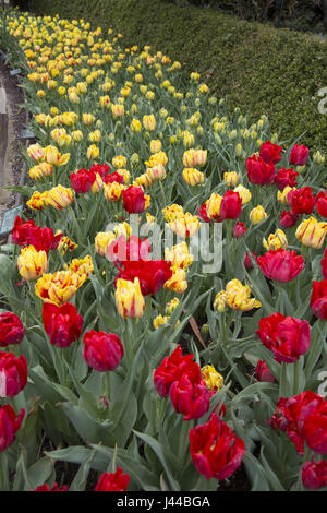 Frühling Tulpen an der Brooklyn Botanic Garden in Brooklyn, New York. Stockfoto