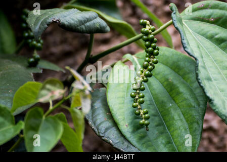 Unreife Steinfrüchte von schwarzem Pfeffer, grüner Pfeffer Plantage in Coorg, Karnataka, Indien Stockfoto