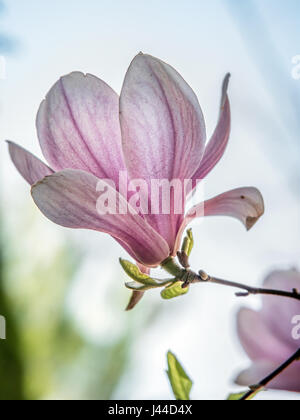Nahaufnahme von Magnolia Baum Blume in voller Blüte Stockfoto