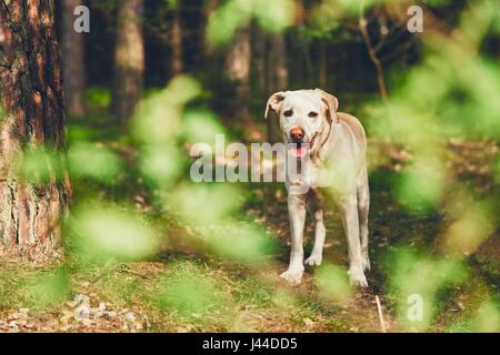 Gelber Labrador Retriever im Wald während der sonnigen Sommertag. Stockfoto