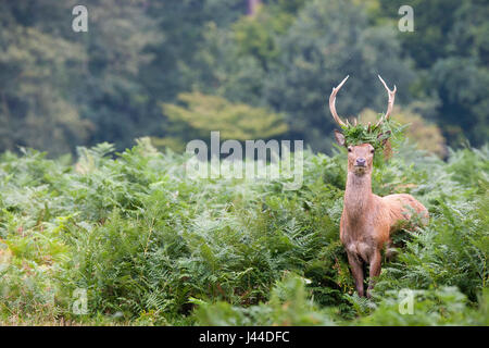 LONDON, UK Farne schmücken den Kopf, streift ein junges Rothirsch (Cervus Elaphus) Londons Bushy Park. Stockfoto