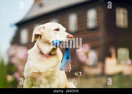 Niedlichen Hund (Labrador Retriever) mit Leine wartet Spaziergang vor dem Haus. Stockfoto