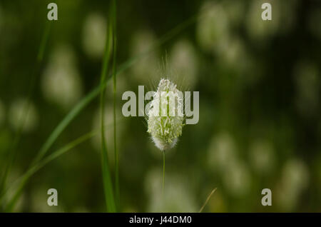 Wilde Wiese. Lager Ovatus. Hintergrund, grün, Natur, Rabitts Tail Grass. Stockfoto