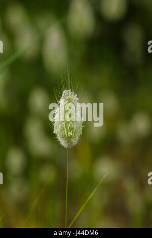 Wilde Wiese. Lager Ovatus. Hintergrund, grün, Natur, Rabitts Tail Grass. Stockfoto