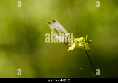 Pieris Rapae, kleine weiße, Schmetterling, ernähren sich von Pflanzen. Spanien. Stockfoto