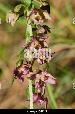 Breitblättrigen Helleborine Subspecies Epipactis Tremolsii, wilde Orchidee, Andalusien, Spanien Stockfoto