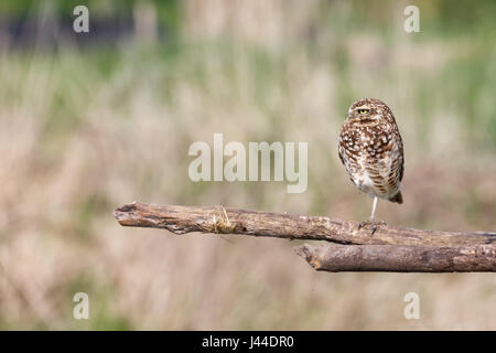 Kanincheneule in Vancouver BC Kanada, April 2017 Stockfoto