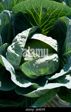 Leiter der Kohl wächst in einem Garten. Stockfoto