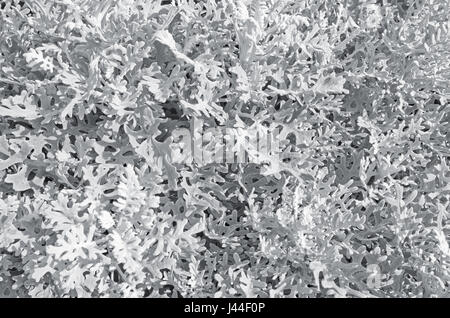 Silber Aschenpflanze Pflanze. Dusty Miller Pflanzen. Vegetation-Textur Stockfoto
