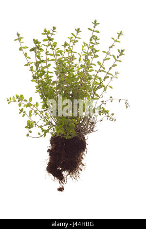 ganze Majoran Pflanze mit Wurzeln auf weißen Hintergrund isoliert Stockfoto