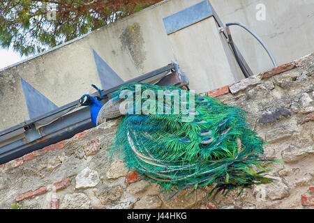 Estredmadura, Lissabon, Portugal, Bairro Castello, Castelo de Sao Jorge, Pfau auf dem Gelände des St. Georges Burg. Stockfoto