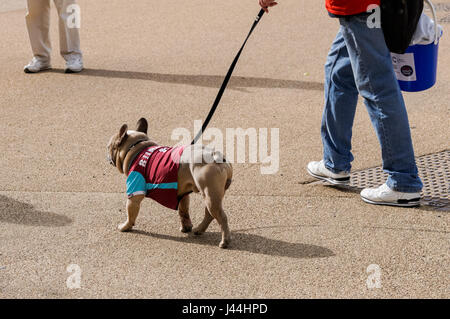 Ein Mann, der seinen Hund an der Queen Elizabeth Olympic Park in London, England, Vereinigtes Königreich, Großbritannien Stockfoto