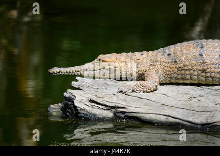 Süßwasser-Krokodil (Crocodylus Johnstoni) Sonnenbaden auf einem Baumstamm Hartleys Crocodile Adventures, in der Nähe von Port Douglas, Far North Queensland, FNQ, QLD, Stockfoto