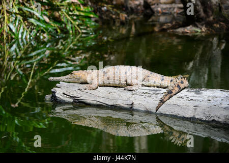 Süßwasser-Krokodil (Crocodylus Johnstoni) Sonnenbaden auf einem Baumstamm Hartleys Crocodile Adventures, in der Nähe von Port Douglas, Far North Queensland, FNQ, QLD, Stockfoto