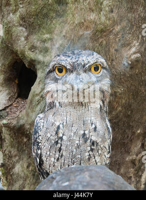 Tawny Frogmouth (ein Strigoides) auf Hartleys Krokodil Abenteuer, in der Nähe von Port Douglas, Far North Queensland, FNQ, QLD, Australien Stockfoto