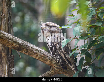 Tawny Frogmouth (ein Strigoides) auf Hartleys Krokodil Abenteuer, in der Nähe von Port Douglas, Far North Queensland, FNQ, QLD, Australien Stockfoto