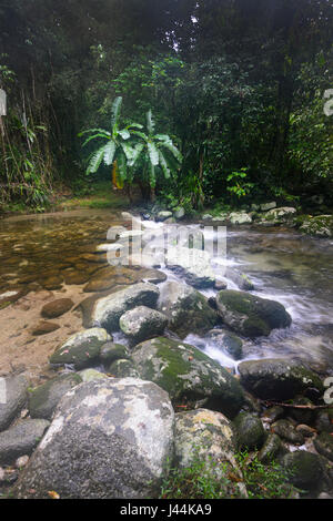 Freshwater Creek im tropischen Regenwald, Bellenden Ker, Far North Queensland, Queensland, FNQ, Australien Stockfoto