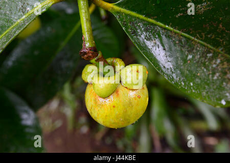 Mangostan (Garcinia Mangostana) wächst in einem tropischen Garten in den Regenwald, Bellenden Ker, Far North Queensland QLD, FNQ, Australien Stockfoto