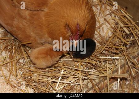 Glucke mit ihrem Tag alte Küken im Nest Stockfoto