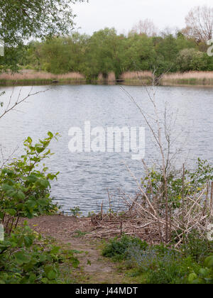 Schuss des Randes der einen Fluss See außerhalb des Landes mit Schilf und Bäumen am Nachmittag Spätfrühling im Wald Frieden Stockfoto