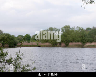 Szene der Fluss See mit Schilf und Bäumen am späten Nachmittag des Frühlings im Land Wald Frieden Stockfoto