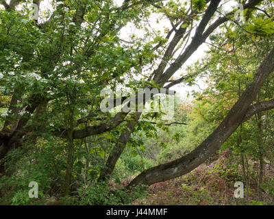 Querschnitt des Waldes im Frühjahr auf den späten Nachmittag draußen im Land Licht Stockfoto