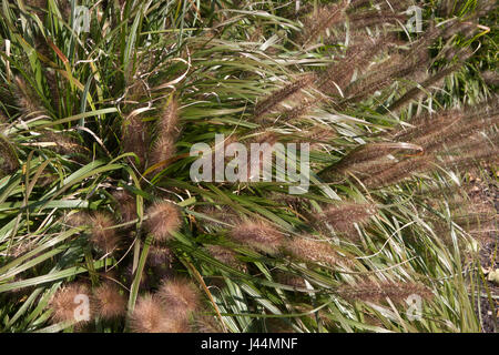 Nahaufnahme von "Red Head" Fountain Grass (Lampenputzergras Alopecuroides) im Herbst, ein Ziergras mit langen, rötlich blühenden Federn deren Blätter creat Stockfoto