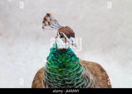 Bild von einem schönen jungen Tiere Vogel Pfau Stockfoto