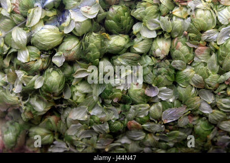 Bild von Tim Cuff - 26. Oktober 2016 - getrocknet und eingesackt Hopfen an Pflanzen und Lebensmittel, Motueka, Nelson, Neuseeland: Stockfoto