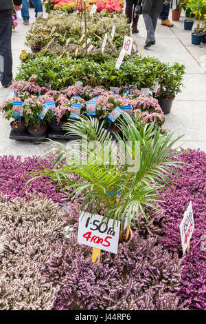 Pflanzen zum Verkauf, Nottingham, England, Großbritannien Stockfoto