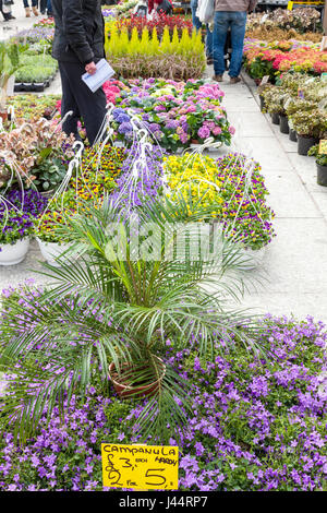 Pflanzen auf Verkauf, Nottingham, England, Großbritannien Stockfoto