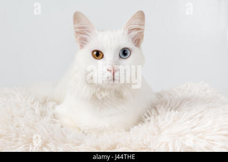 Weiße Katze mit anderen farbigen Augen. Studio-Porträt einer niedlichen weißen Odd-eyed Katze, sitzend auf einem Kissen Stockfoto