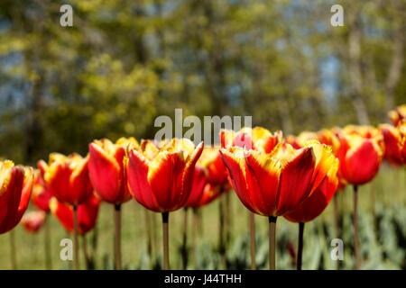 Lebendige Quelle natürlichen Hintergrund mit schönen Fringed Tulpen (Tulipa "Gemeinsame Division"), rot mit gelb gefärbt. Tiefenschärfe, flachen DOF Stockfoto