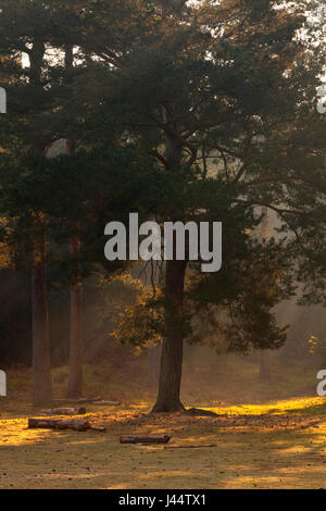 Ein Reifen Kiefer in einer Waldlichtung mit frühen Morgennebel und Sonnenstrahlen Stockfoto