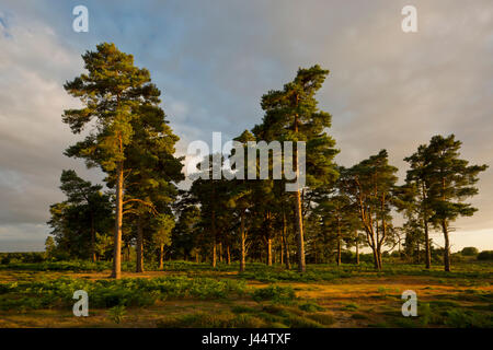 Ein Stand von Föhren auf eine Suffolk coastal Heide an einem Sommerabend mit blauen Himmel und Wolken in Richtung der Kamera und starken Seitenlicht Stockfoto