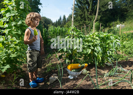 Süße kleine Jungen mit Gelb capsicum er in einem Gemüsegarten abgeholt posieren.