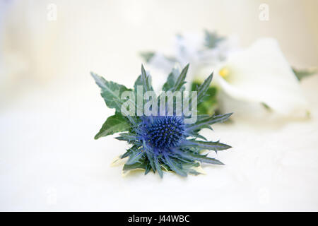 Distel-Knopfloch-Blume für den Bräutigam mit Blume im Hintergrund Stockfoto