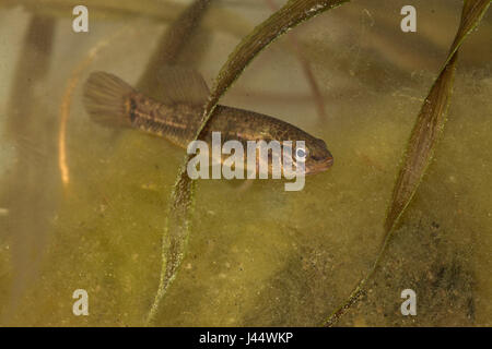 Östlichen Hundsfisch schwimmen zwischen Wasser Soldat Stockfoto