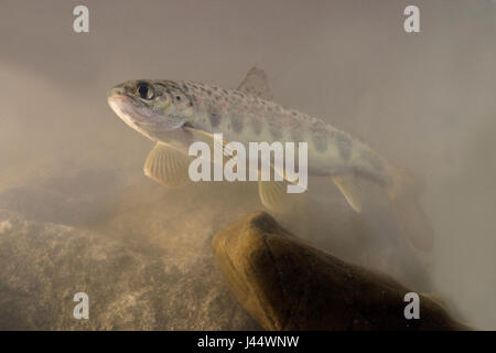 Lachs Schwimmen von unten fotografiert Stockfoto