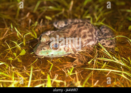 Foto von einem nordamerikanischen Bullfrog sitzen in einer flachen Rainpond auf Rasen Stockfoto