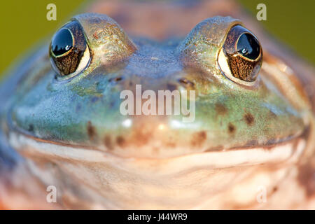 frontale Portret eine nordamerikanische Ochsenfrosch Stockfoto
