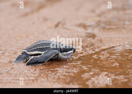 Foto von einem jungen Leatherback Jungtier am Strand auf dem Weg zum Meer Stockfoto