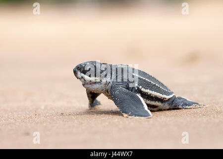 Foto von einem jungen Leatherback Jungtier am Strand auf dem Weg zum Meer Stockfoto