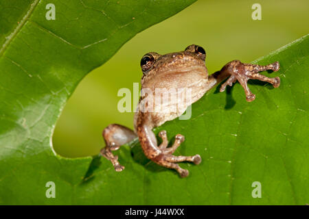 Foto von den roten snouted Laubfrosch Stockfoto