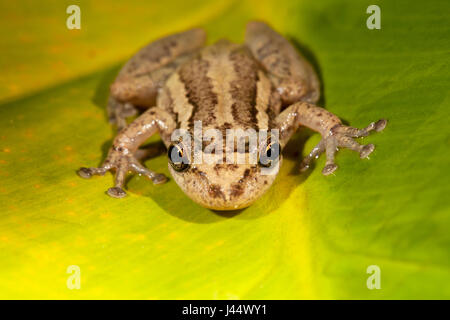 Foto von den roten snouted Laubfrosch Stockfoto