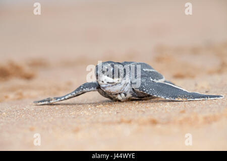 Foto von einem jungen Leatherback Jungtier am Strand auf dem Weg zum Meer Stockfoto