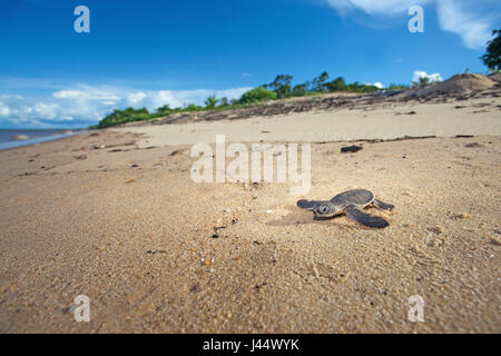 Foto von einem Jungtier von einer grünen Schildkröte auf dem Weg zum Meer Stockfoto